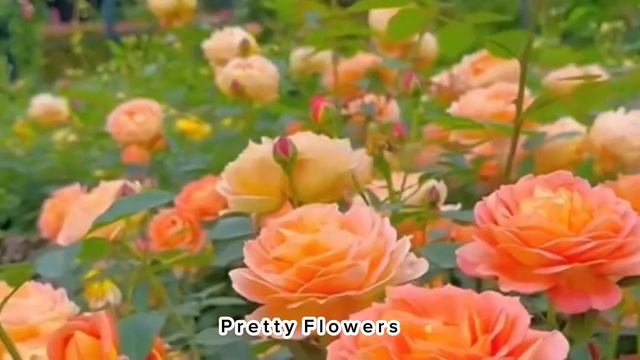 Прекрасные цветы — это настоящее наслаждение