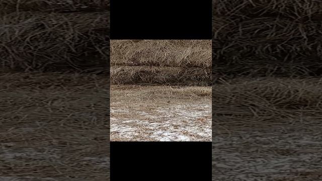 вывозка сено