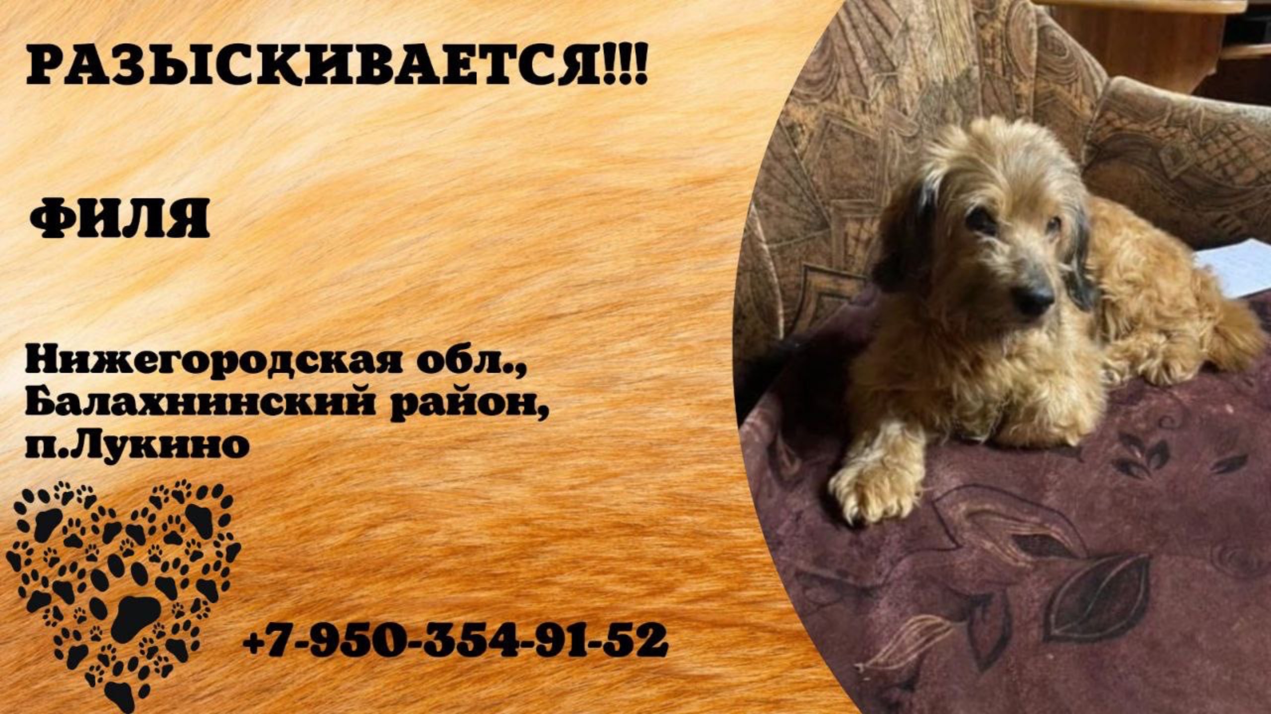 Пропала собака! ФИЛЯ. Нижегородская обл., Балахнинский р-н, п.Лукино.