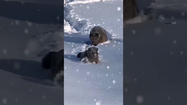 ХихиЧпок юмор