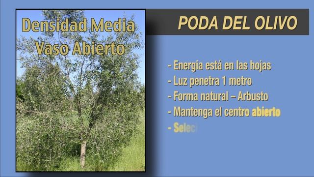 Pilot Video: Pruning a Medium Density Olive Tree