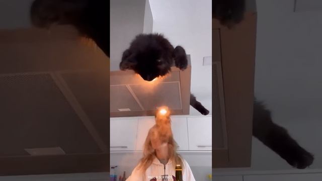 Прекрасное место нашел котейка❤️