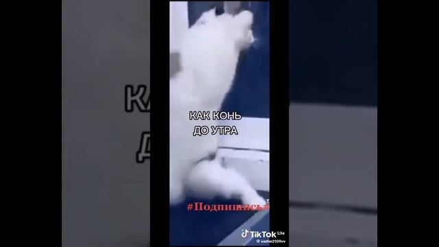75fdfecaee182ba93bdb262b38219618_1735388067159.mp4