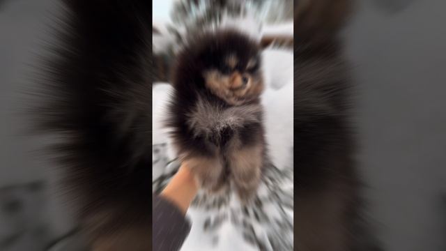 Померанский шпиц