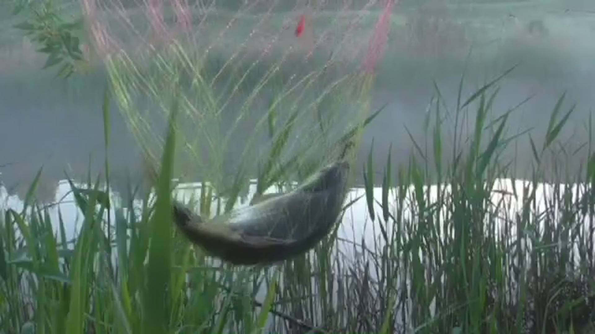 Дождался я своего карася