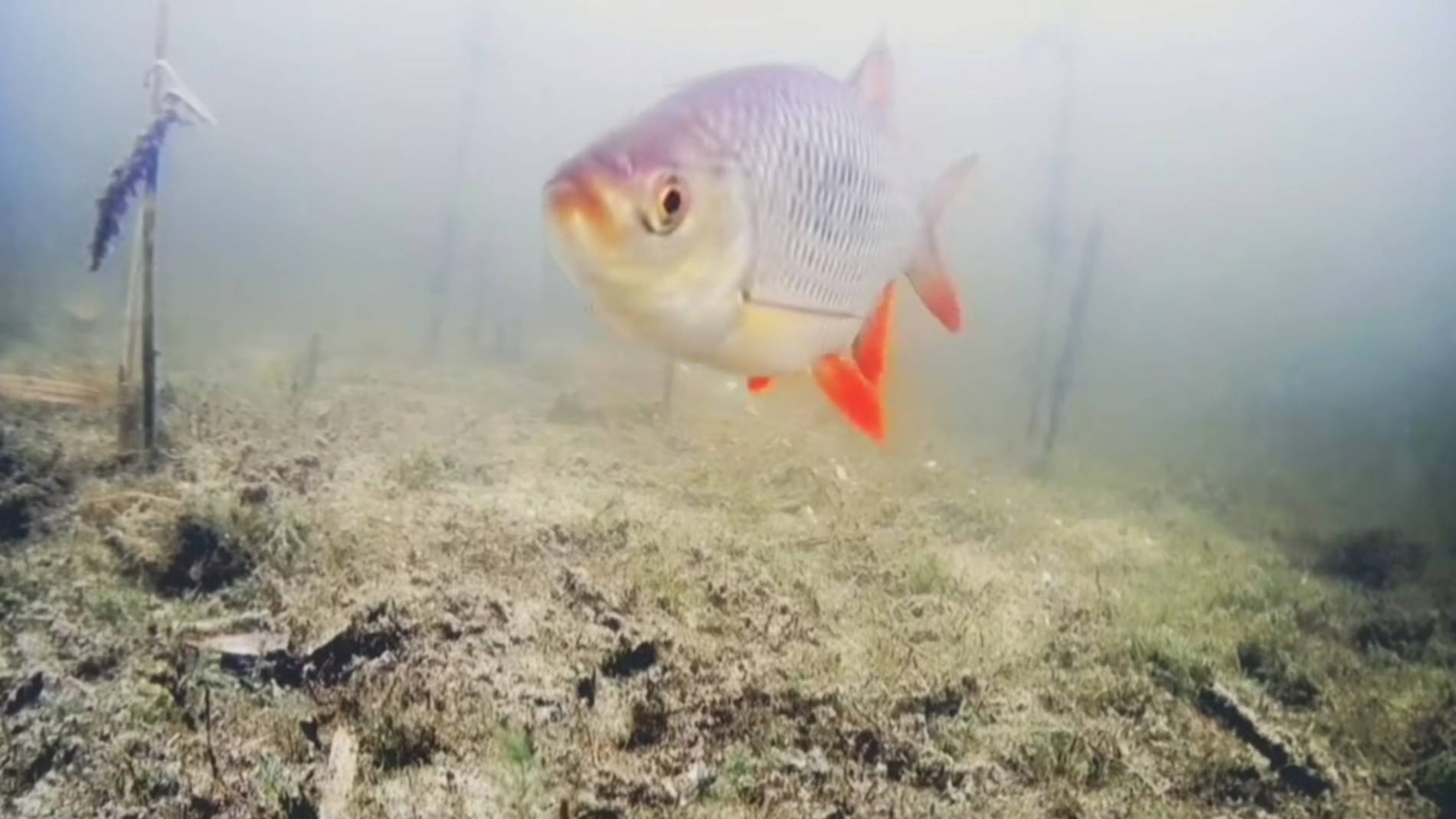 [underwater filming on the lake in spring/подводные съёмки на озере весной]