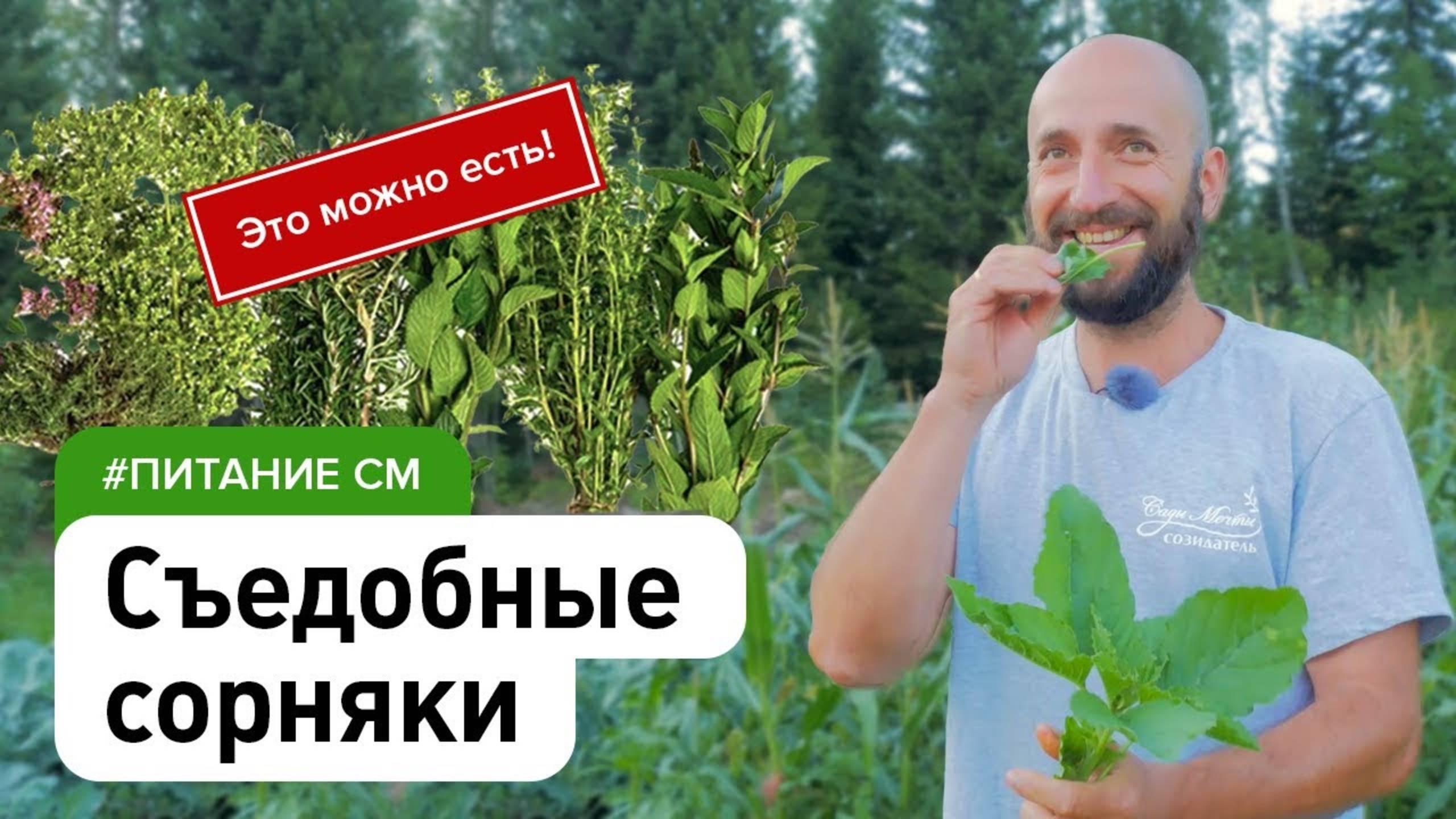 Пища, которая сама растёт у нас под ногами. Съедобные сорняки дикоросы. #СадовыйЭксперт