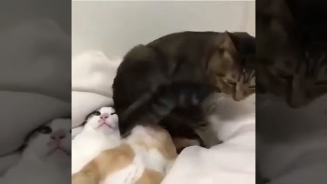 Сон
