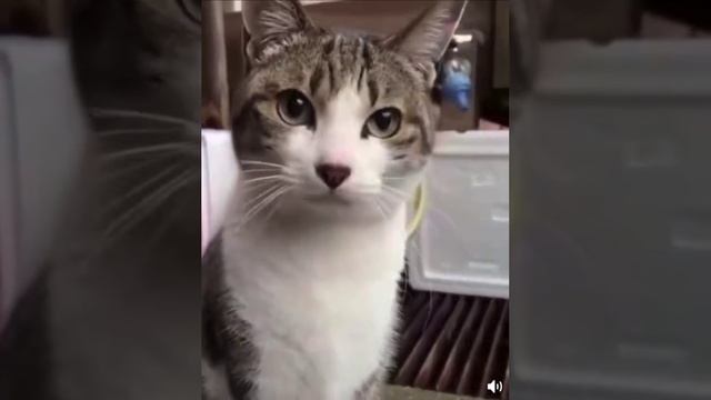 Слышали как котейкин смеётся? Теперь слышали 😺