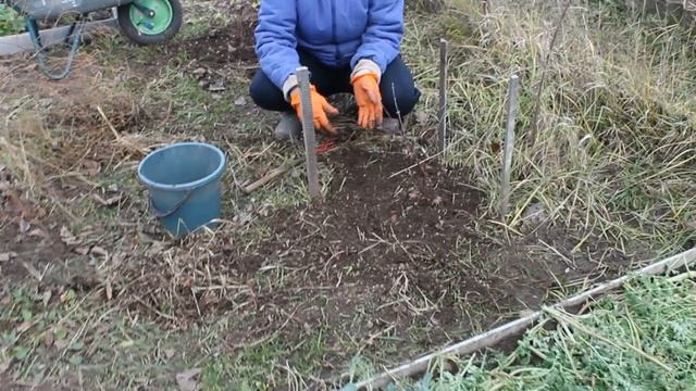 Подкармливаем жимолость  Убираем территорию