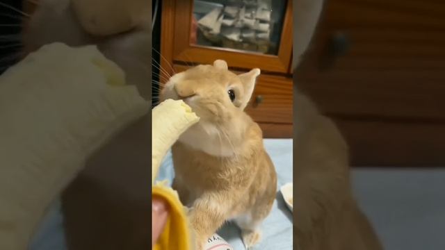 Кролик уморительно ест банан 😋🍌