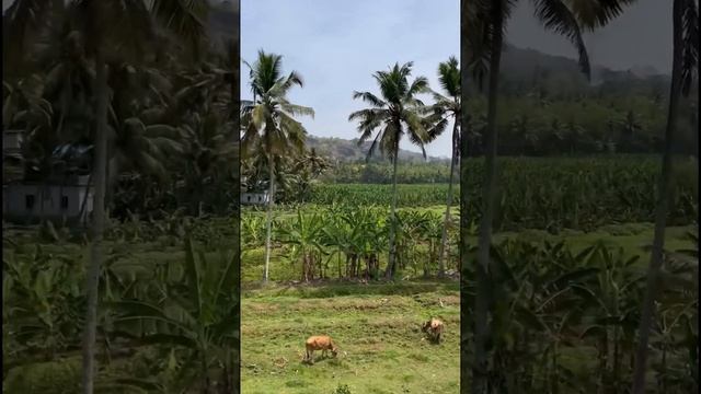 на поездах по Индии | КЕРАЛА #путешествия #индия #travel #kerala