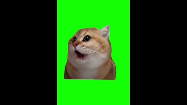 Футажи 🙀 с котиками 💗