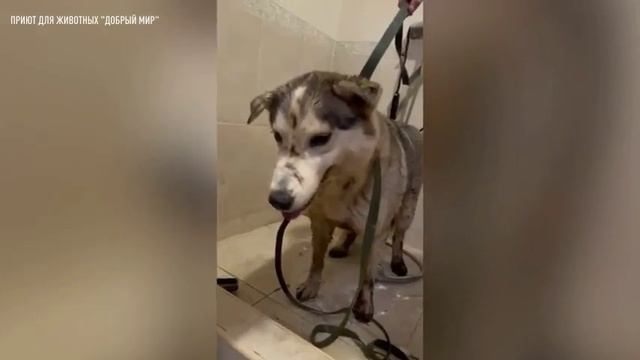 Волонтеры приюта для животных в Анапе спасают собак, пострадавших от мазута