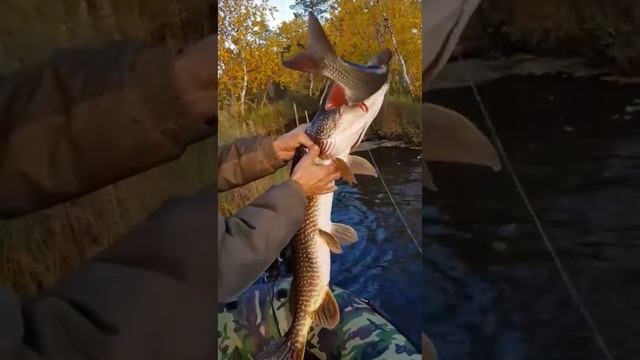 Случаи на рыбалке.