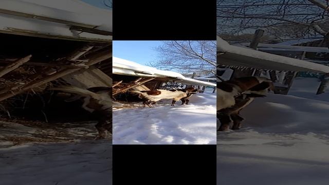 #всюдужизнь/козьи пляски...
