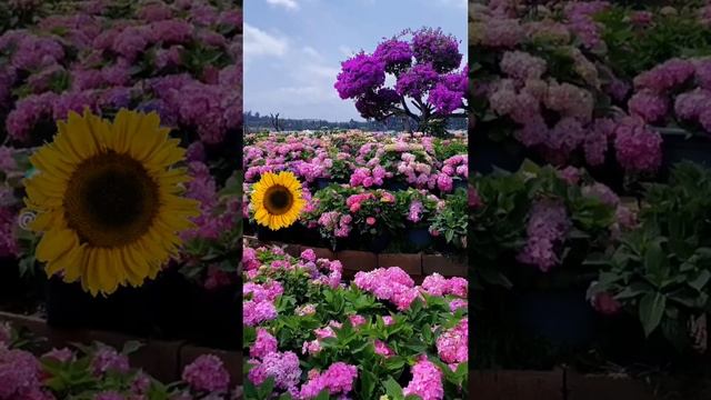 Красивые цветы