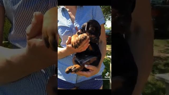 Щенки добермана Беларусь! От прекрасных родителей) Малыш доберман.