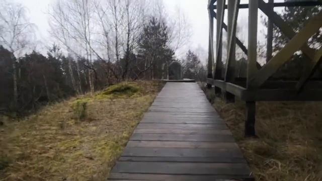 Экскурсия на Куршскую косу в Зеленоградске | ТАНЦУЮЩИЙ ЛЕС | Высота Эфа и ПЕСЧАНЫЕ ДЮНЫ