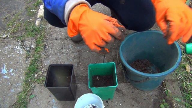 САЖАЕМ ТЮЛЬПАНЫ   УКРЫВАЕМ ДЕРЕВЬЯ