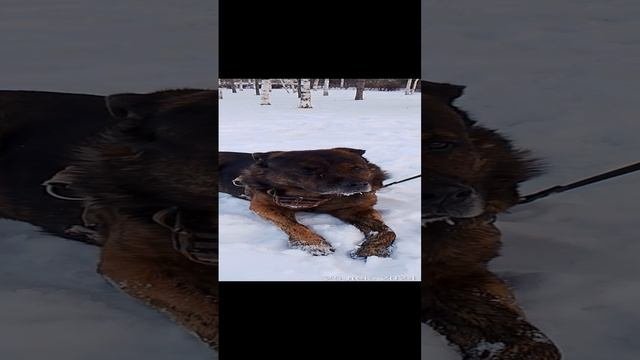 Прогулки с питомцами.Конец декабря 2024 года. Дзержинский район. г.Н. Тагил.