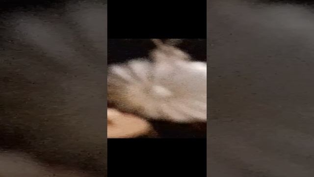 готовимся к Новому году