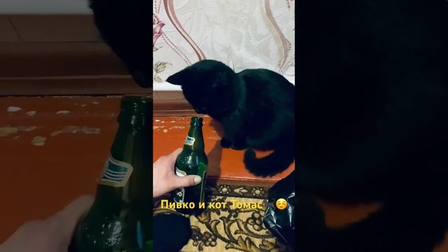 #пиво #кот #котики #котик #рыбак