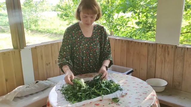 Заготовка Иван-чая. Приступаем к ферментации!