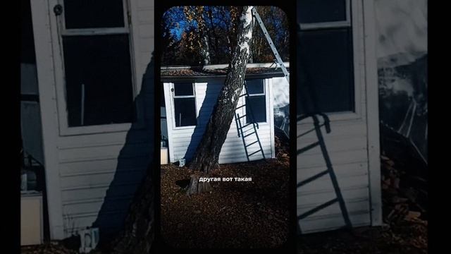 Витёк убрал две березы #пульслеса