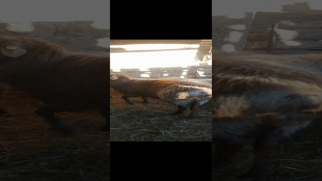 VID_20241125_100719.mp4