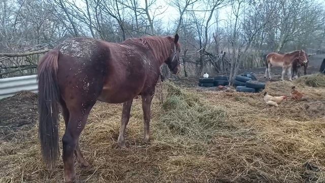 Тихое зимнее утро. Лошади завтракают.