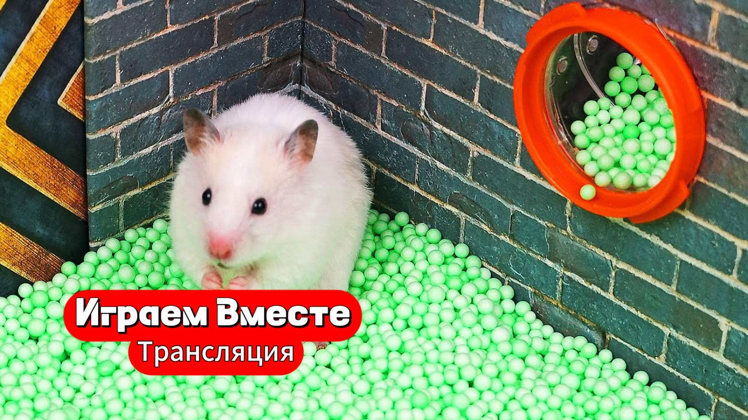 Хомяк попал в лабиринт с ловушками 🐹 Трансляция для детей