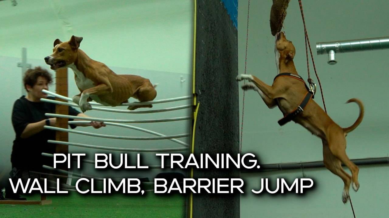 Тренировка питбуля. Pit Bull Training. Wall Climb, Barrier Jump