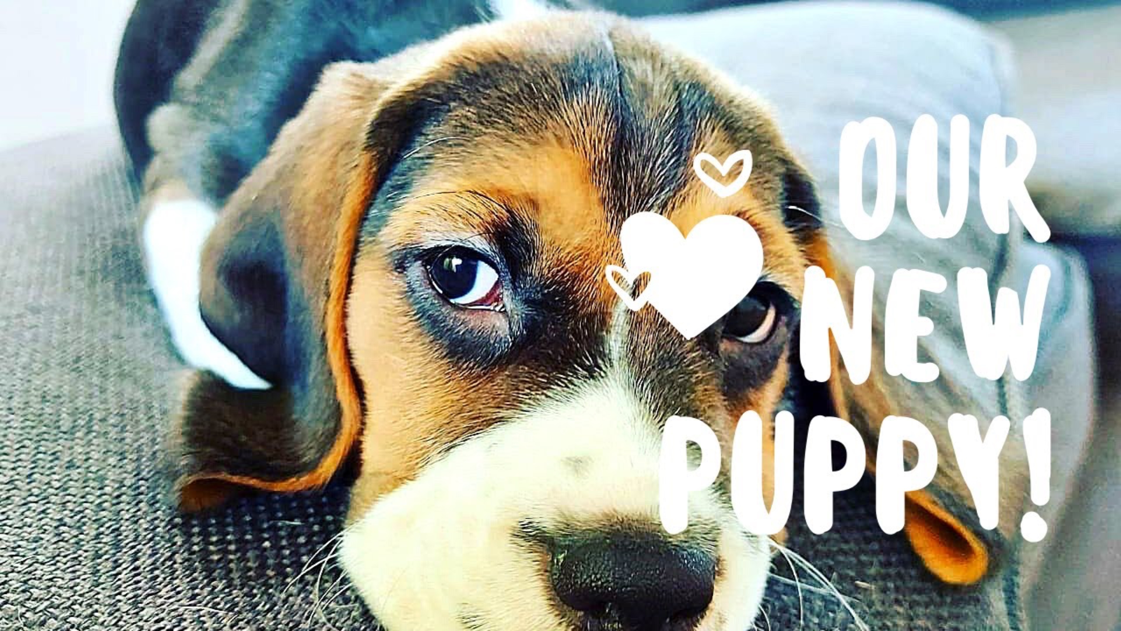 Обычный День Собаки. Бигль Сладко Спит. / A typical dog day. Beagle sleeps sweetly.