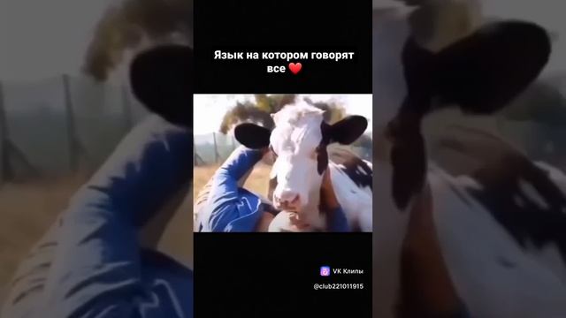 Язык любви животных