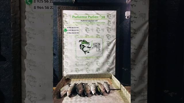 уловы рыбаков в Рыбин Гуде