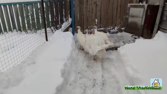 Индюки БШ пасутся в снегу