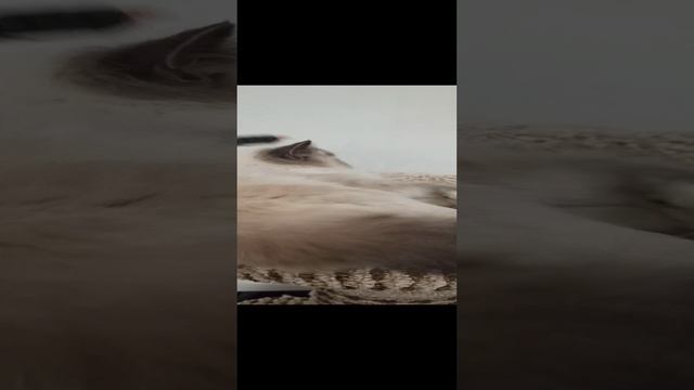 VID_20241221_133213.mp4
