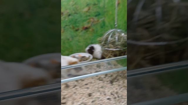 Влог выходного идём в зоомагазин❄️🐹