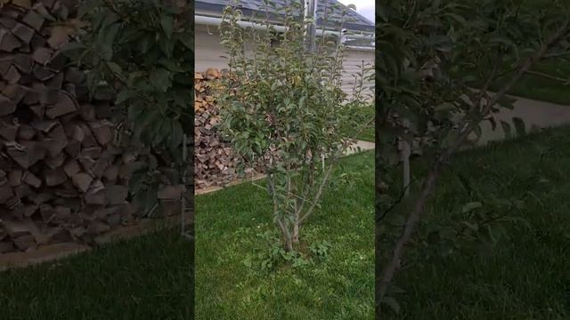 первый урожай груша  #моехобби #огород