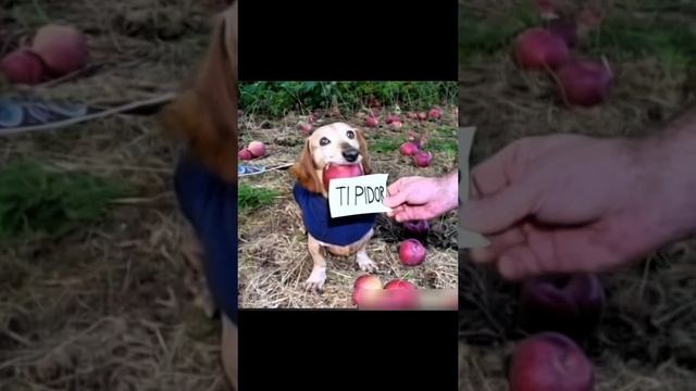 Мем ахахаха