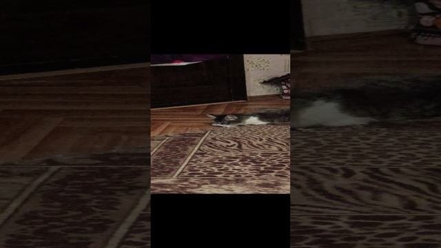 Кошка Майя.