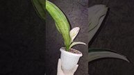 Sansevieria Bruda, сансевиерия Бруда