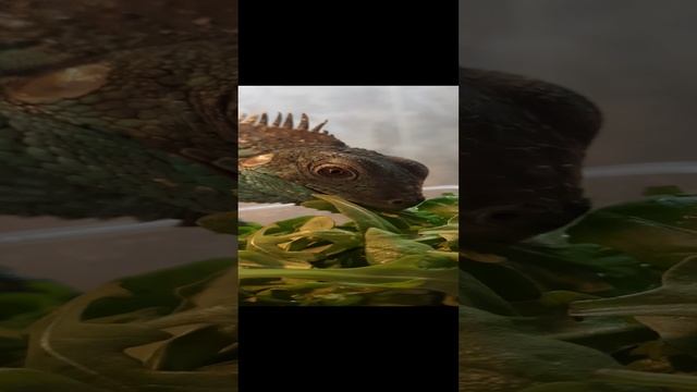 1000227071.mp4