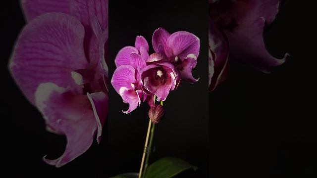 Phal. Tying Shin Black Bear TL