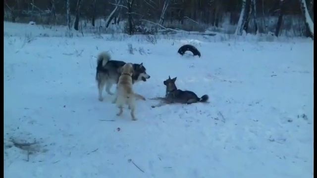 #маламут рулит!!!#Malamute rules.