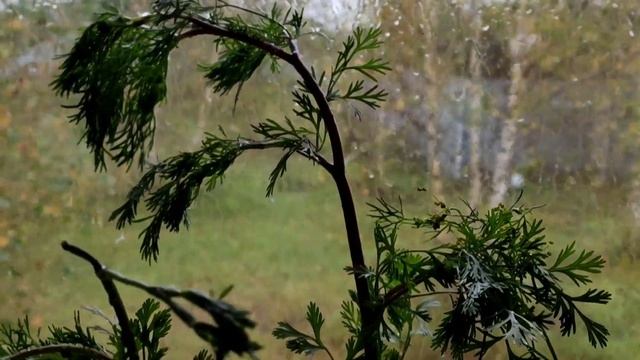 ЗЕЛЕНЬ КИНЗЫ ОСЕНЬЮ 🍁🍂 /ОГОРОД НА ПОДОКОННИКЕ