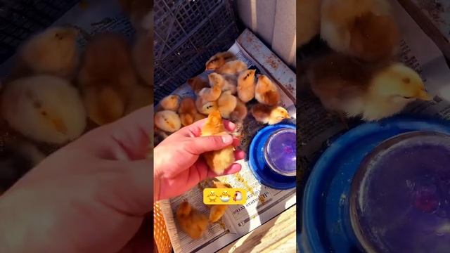 Маленькие цыплята  #chicken #funny #shortsvideo #mr.Thomas⬛