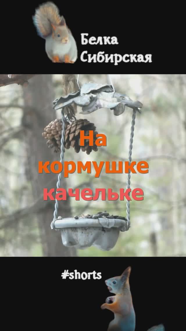 На лесной кормушке заметает зима