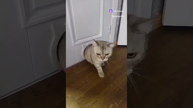 кракен